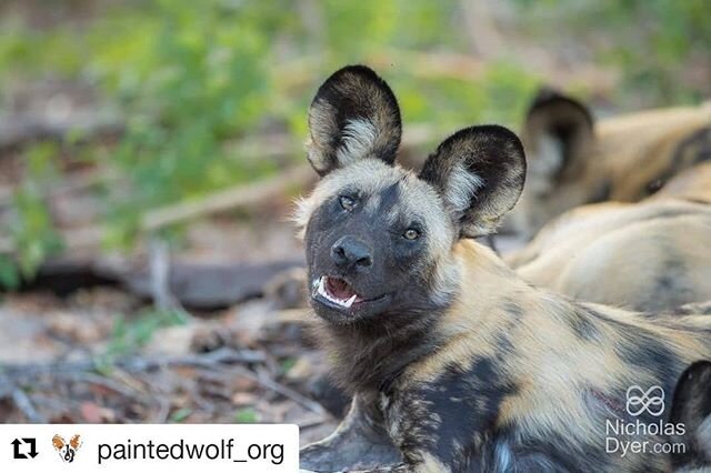 #paintedwolfwednesday

#Repost @paintedwolf_org (@get_repost)
・・・
P A I N T E D . W O L F . ⠀⠀⠀⠀⠀⠀⠀⠀⠀
W E D N E S D A Y ⠀⠀⠀⠀⠀⠀⠀⠀⠀
⠀⠀⠀⠀⠀⠀⠀⠀⠀
&lsquo;To know them is to love them,&rsquo; &ndash; Africa&rsquo;s most successful #predator has a softer side