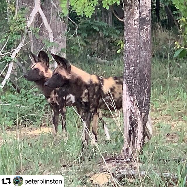 On the frontline of conservation.

#repost @peterblinston
・・・
Two out of the ten dogs in the Wexau Pack. A great two days in the field. Culminated in successfully Collaring adult male &ldquo;Peace&rdquo;