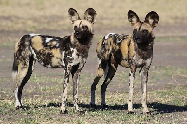 Question: What do you like about painted dogs?

Me: Their big rounded lovely ears make them so attentive every time😍

You:....................? #whatdoyoulikeaboutpainteddogs

#savethepainteddog #pdc #painteddog #aficanwilddog #paintedwolf 
Photo Cr