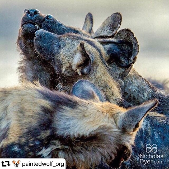 #paintedwolfwednesday 
#repost @paintedwolf_org
・・・
P A I N T E D . W O L F . 
W E D N E S D A Y
#Paintedwolves don&rsquo;t just communicate with hoo-calls but scent-marking too. The #wolves have scent glands located on their anus, genitals, and face