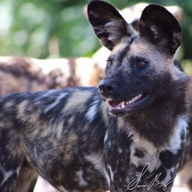 &ldquo;The continued existence of wildlife and wilderness is important to the quality of life of humans.&rdquo; - Jim Fowler.

To help save painted dogs follow LINK IN BIO.

#mondaymotivation #savethepainteddog #pdc #painteddogs #africanwilddog #wild