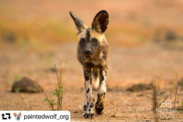 #paintedwolfwednesday 
#repost @paintedwolf_org
・・・
P A I N T E D . W O L F . ⠀⠀⠀⠀⠀⠀⠀⠀⠀
W E D N E S D A Y ⠀⠀⠀⠀⠀⠀⠀⠀⠀
⠀⠀⠀⠀⠀⠀⠀⠀⠀
Demystifying the &lsquo;myth&rsquo; that is #Lycaon in the painted wolf&rsquo;s Scientific name: #Lycaonpictus!⠀⠀⠀⠀⠀⠀⠀⠀⠀
⠀⠀⠀