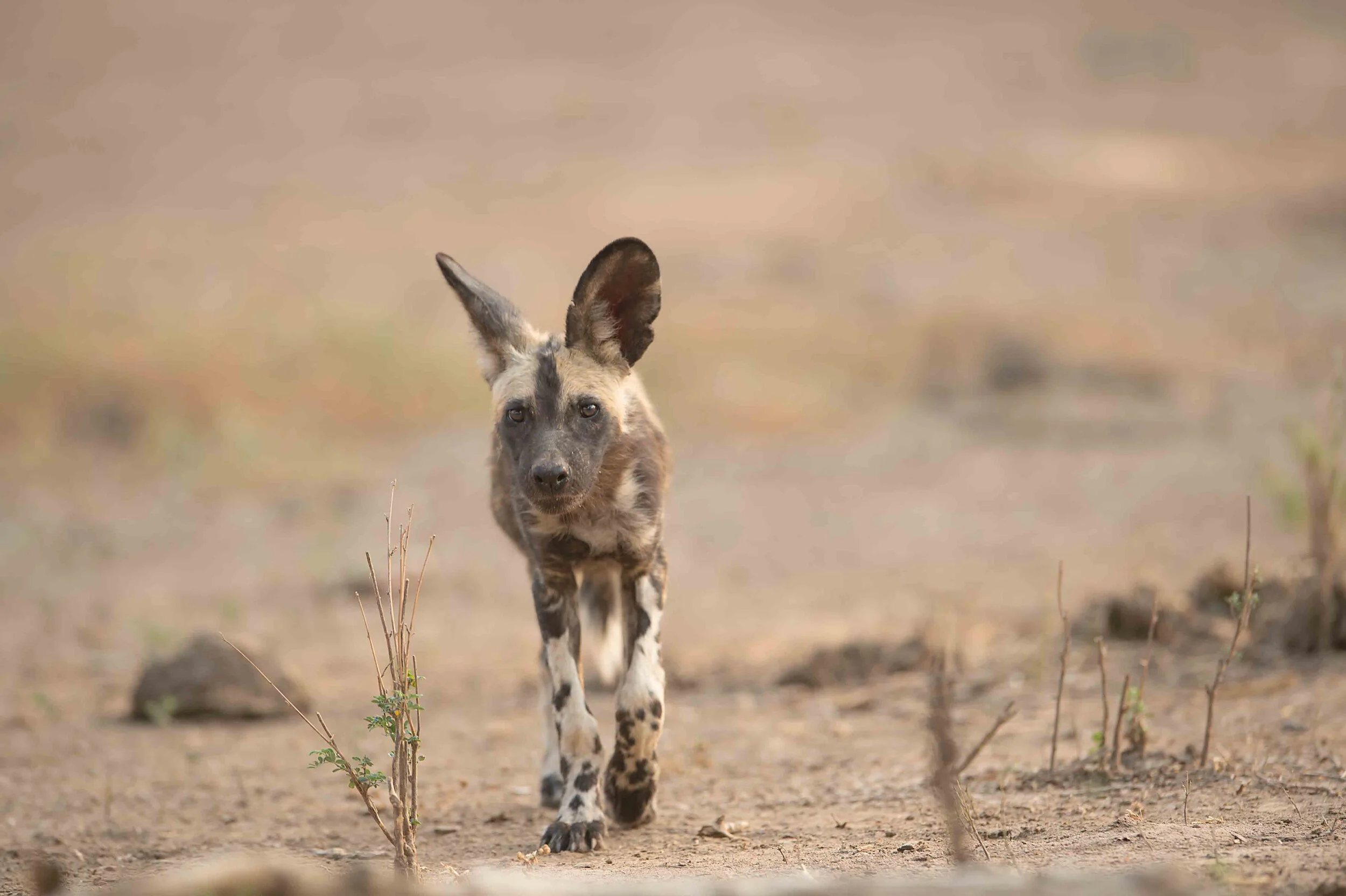 Painted Dog Conservation Annual Report 2019 — Painted Dog Conservation