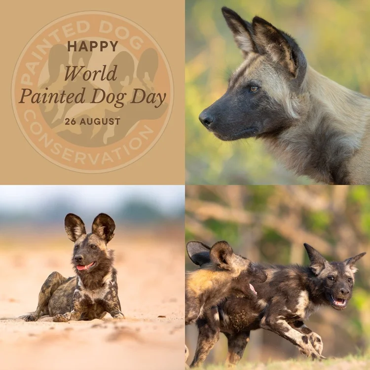 Painted Dog Conservation