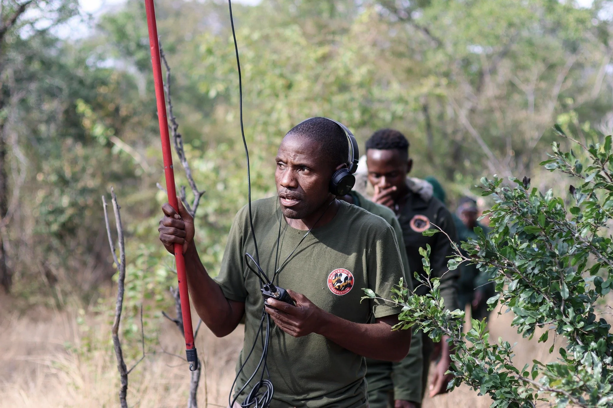 Every signal tells a story.

By tracking painted dog movements in the field, our research team gathers critical data that helps us better understand pack dynamics, monitor populations, and inform conservation action across the landscape.

This work p