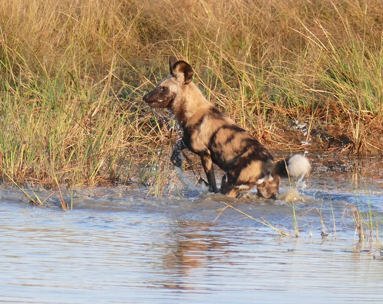 Protecting endangered African painted dogs requires sustained investment in conservation, habitat protection, scientific monitoring, and community partnerships across Zimbabwe&rsquo;s wildlife landscapes.

Every protected ecosystem strengthens the fu