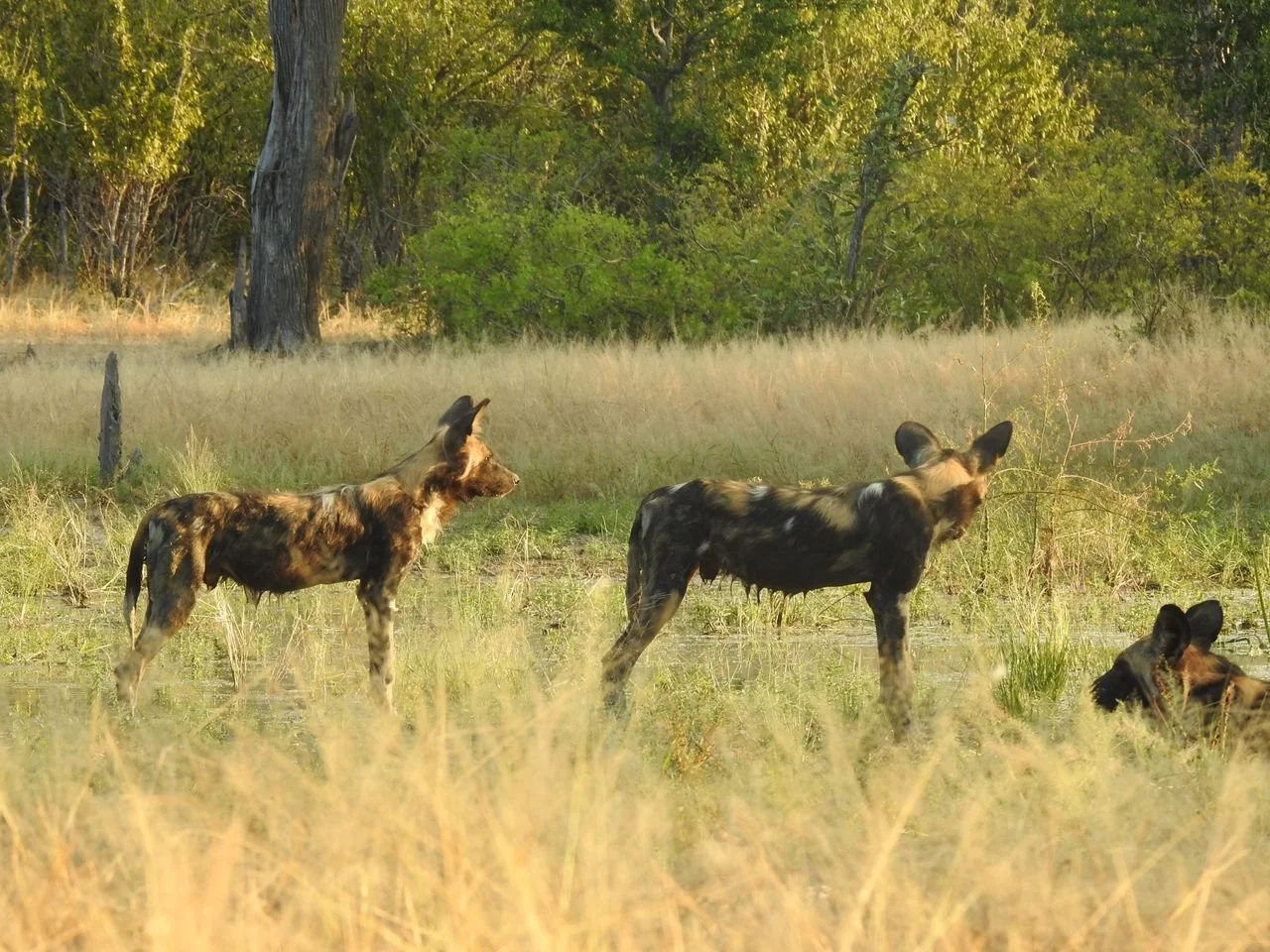 Field Update | Mana Pools

The Acacia Pack remains stable and in good condition, with consistent movement within their range.

Our team continues a strong presence on the ground in support of ongoing conservation efforts.

#painteddogconservation #af