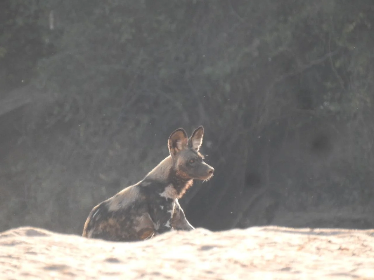 Rose of the Acacia Pack along the Cheruwe Riverbed in Mana Pools National Park.

Painted dogs remain one of Africa&rsquo;s most threatened carnivores, with survival dependent on protected landscapes and ongoing conservation work across their range.

