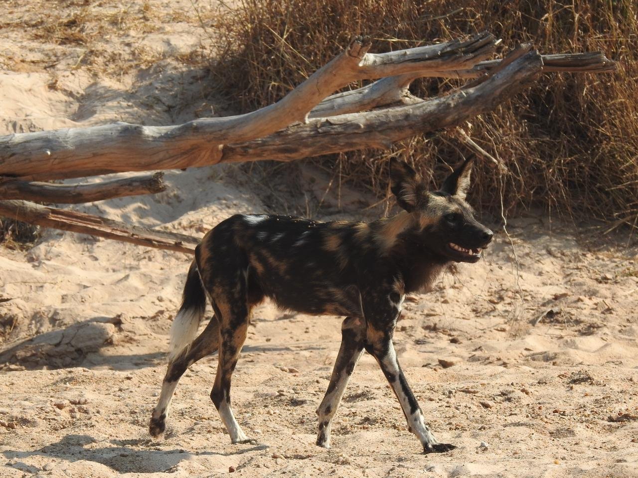 The transition from pup to yearling is a critical stage in the life of an African painted dog.

As yearlings begin travelling greater distances with their pack, they become increasingly exposed to threats including snares, roads, habitat fragmentatio