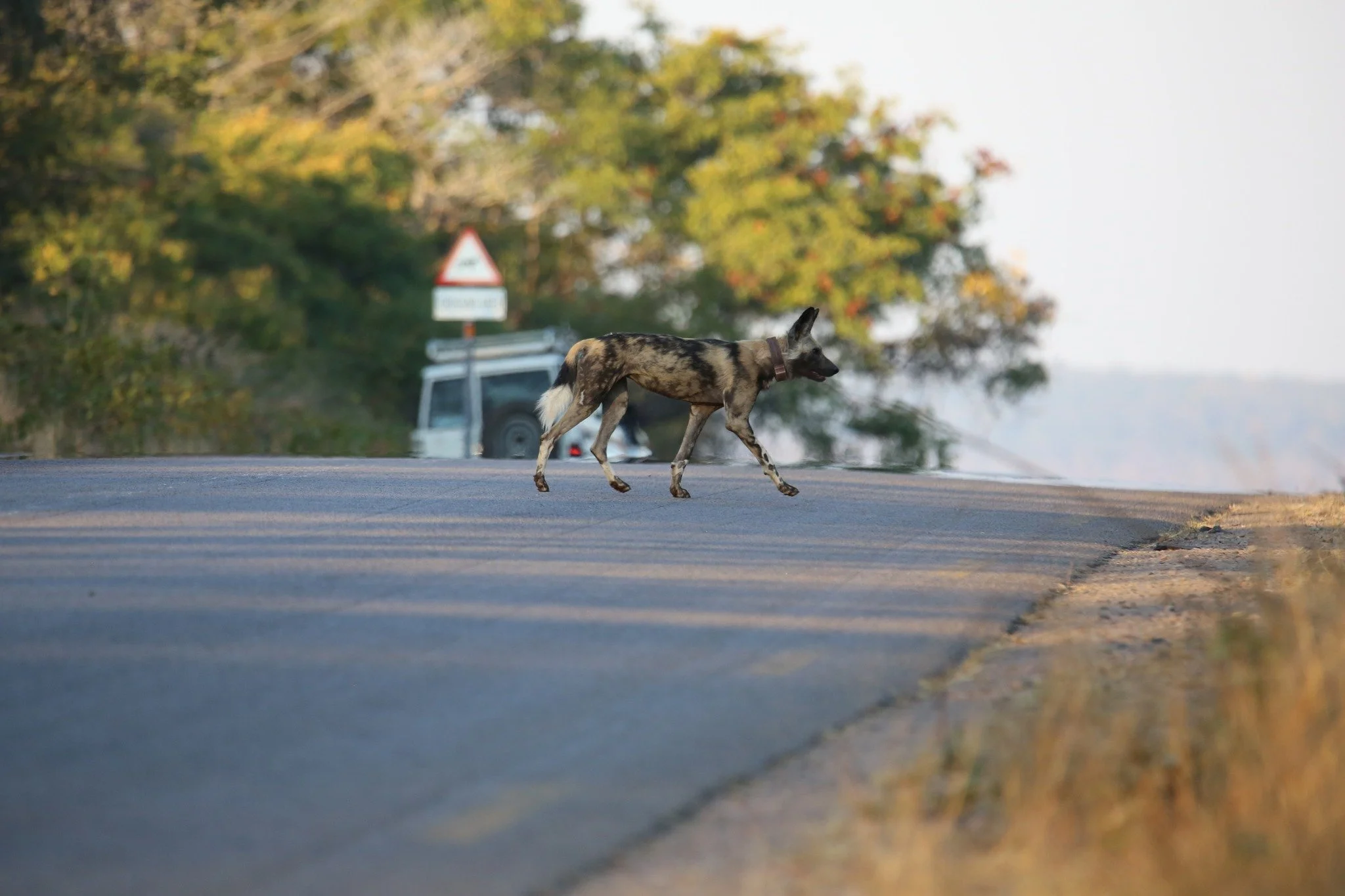 Where wildlife and people share the same landscape, every crossing matters.

Dusty of the Umkhonto Pack crosses the highway, navigating a landscape where roads cut through areas shared by painted dogs and people.

Protecting painted dogs means unders