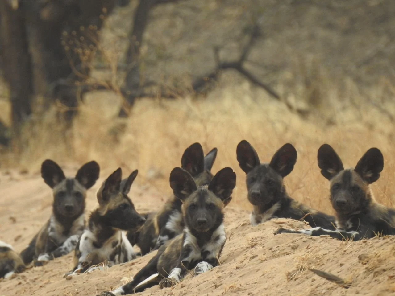 Pup season is upon us. This is the Acacia pack in Mana Pools. The alpha female, Mkabayi, is having a total of seven pups this season. They have a good chance of survival in a pack with 20 adult dogs but its still a long way before the pups are totall