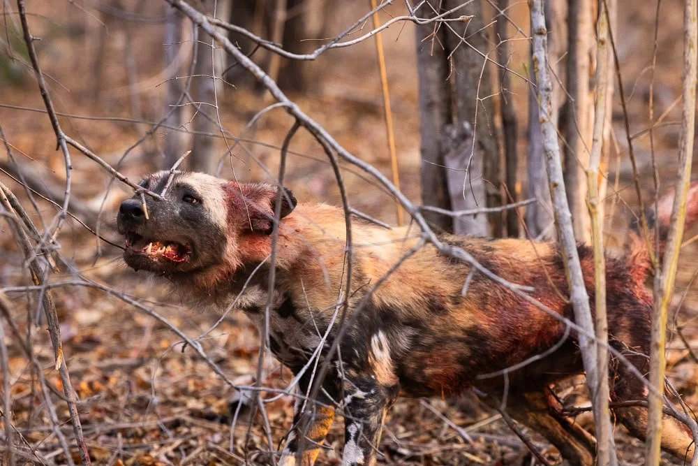 "We were sitting, listening to the Umkhonto dogs approximately 150 metres away in thick bush, when we heard a sound we recognised immediately: a dog caught in a snare.

We ran in. I was able to catch and immobilise him so we could remove the sna