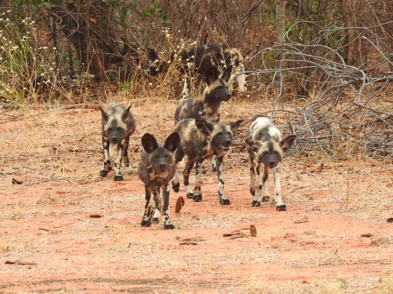 Young painted dogs exploring Mana Pools as they grow and learn with the pack.

Have a good weekend from the Acacia Pack.

#painteddogs  #AfricanWildDogs  #manapools  #wildlifeconservation  #painteddogconservation