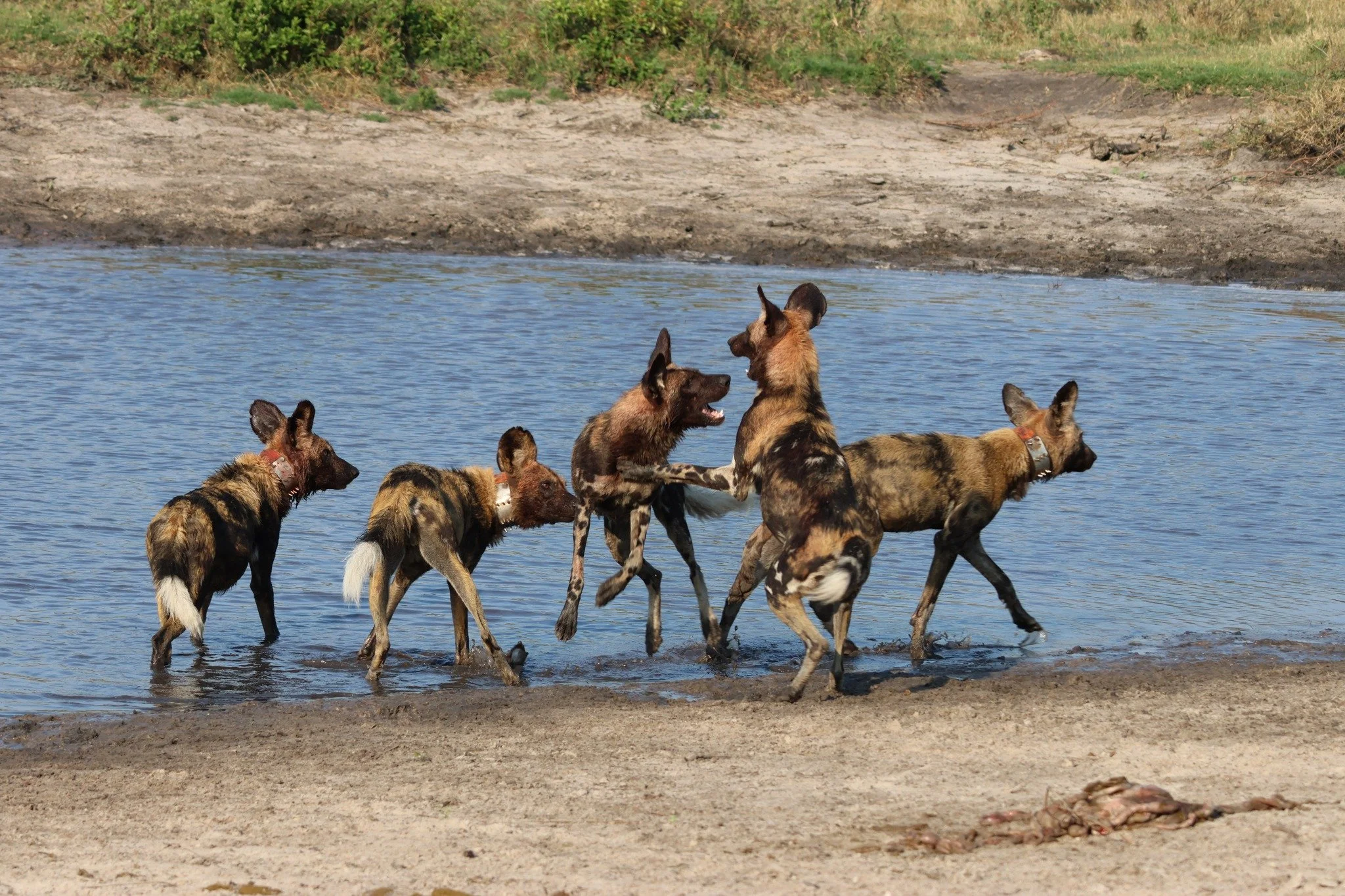 Painted dogs are highly social animals, and their interactions offer insights into life within the pack.

Have you seen this behaviour before? What do you think it means?

The Umkhonto Pack.

#painteddogs  #africanwilddogs  #wildlifeconservation  #pa