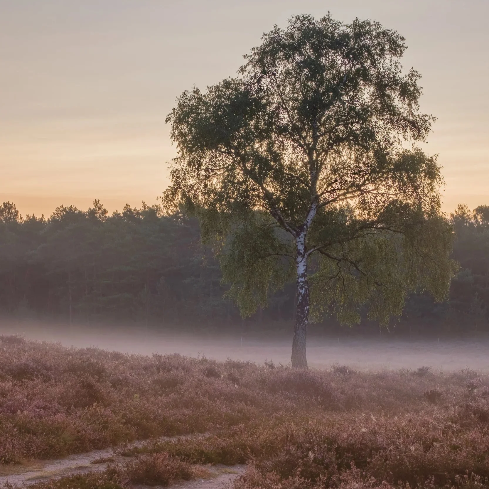 Landschap