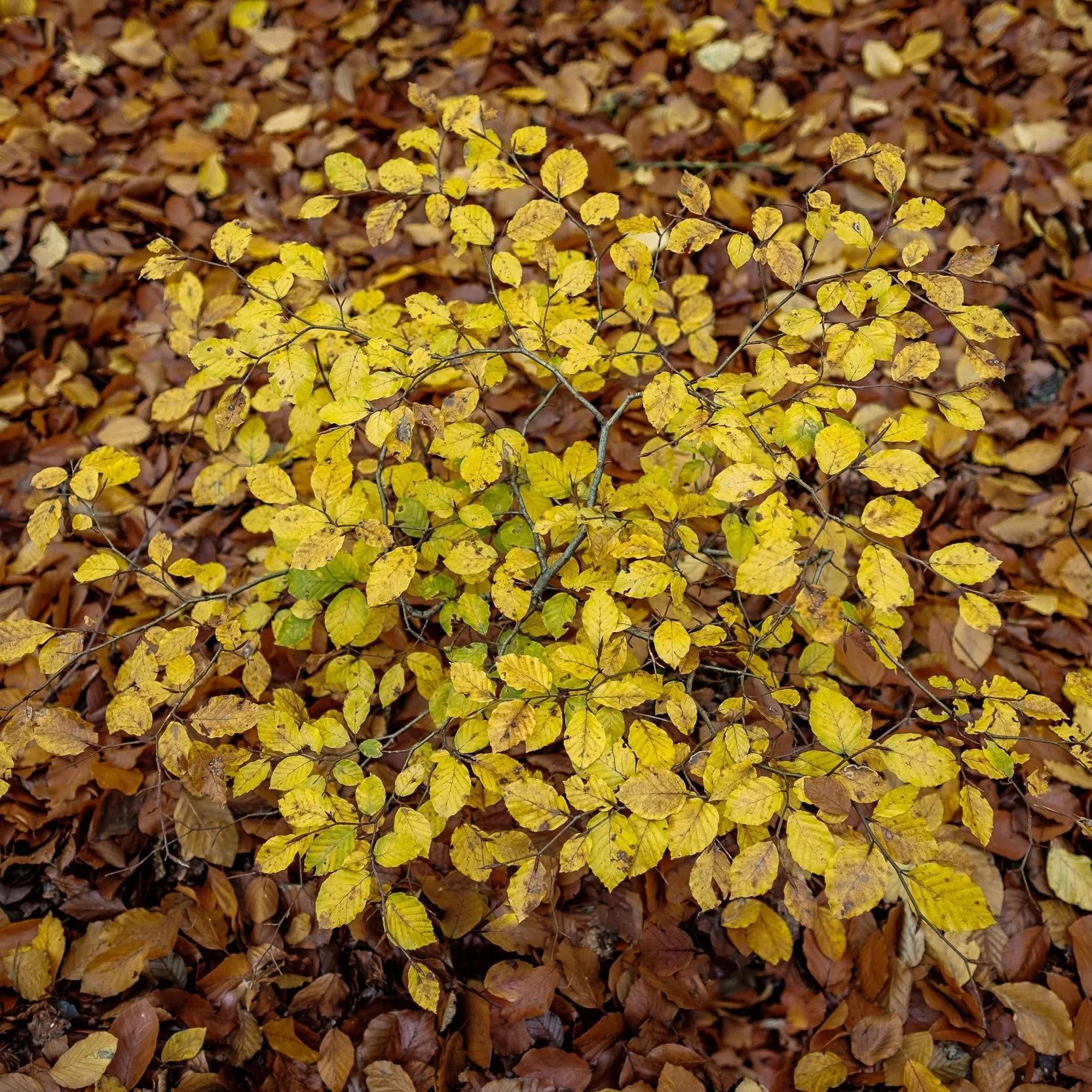 Herfst