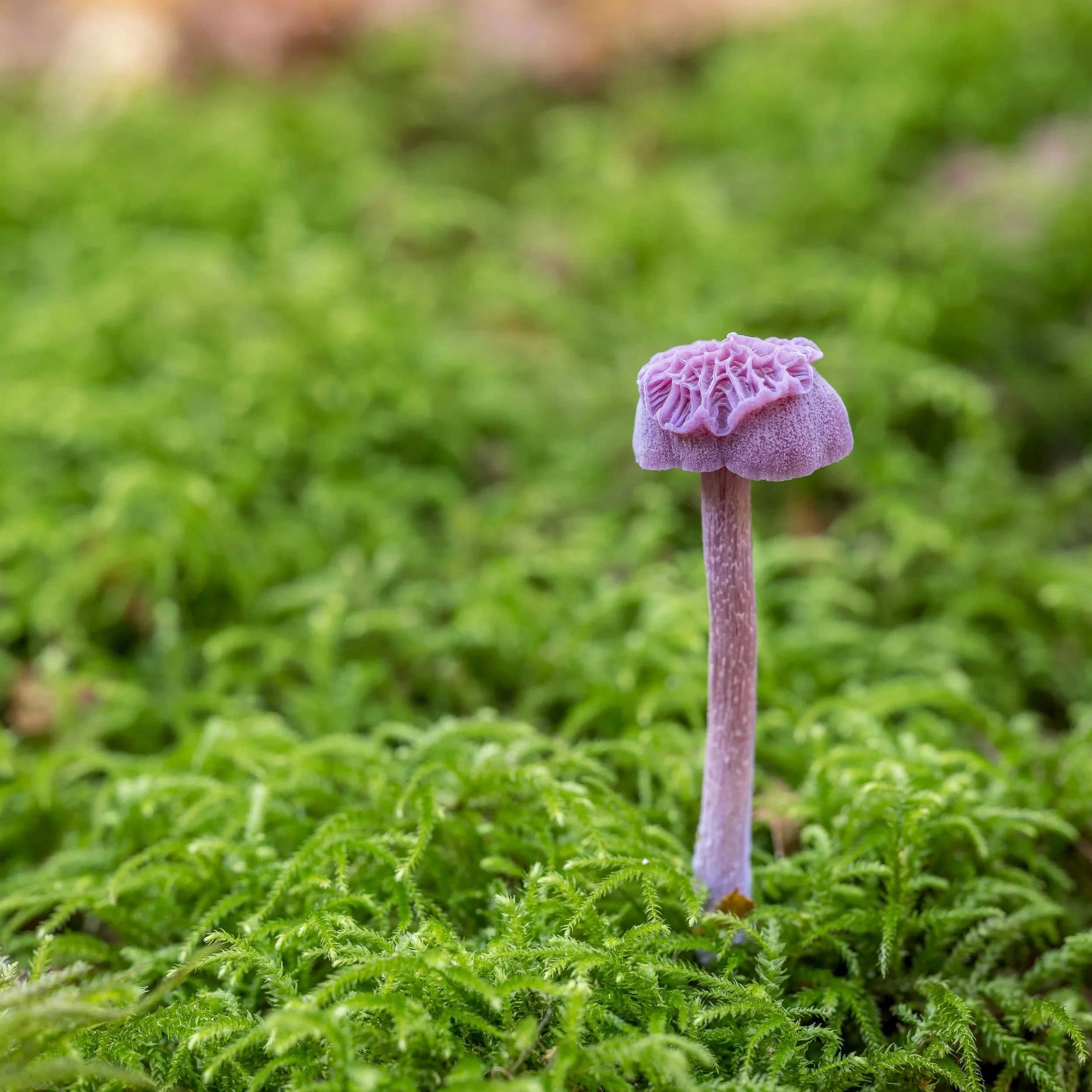Paddenstoelen