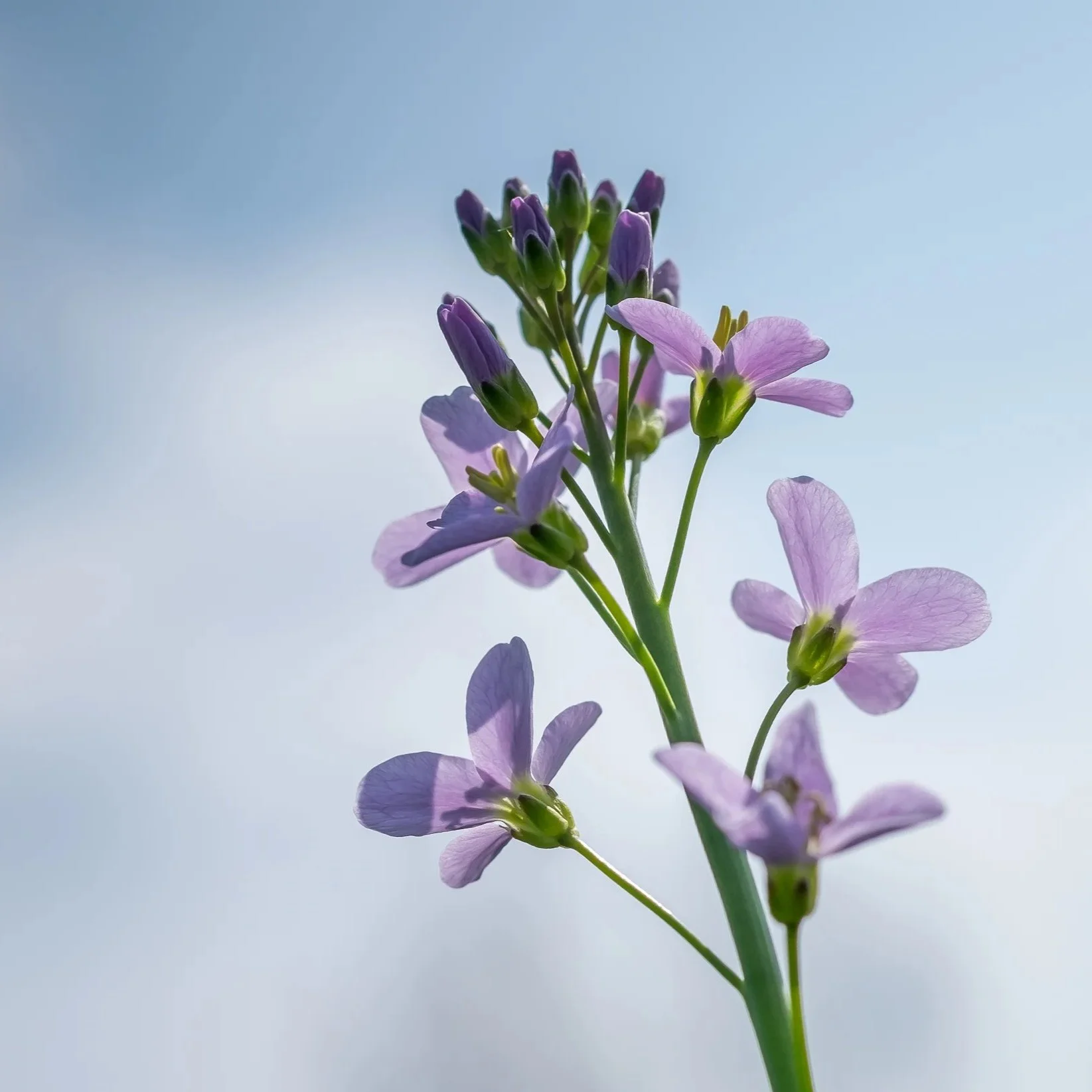 in de Natuur