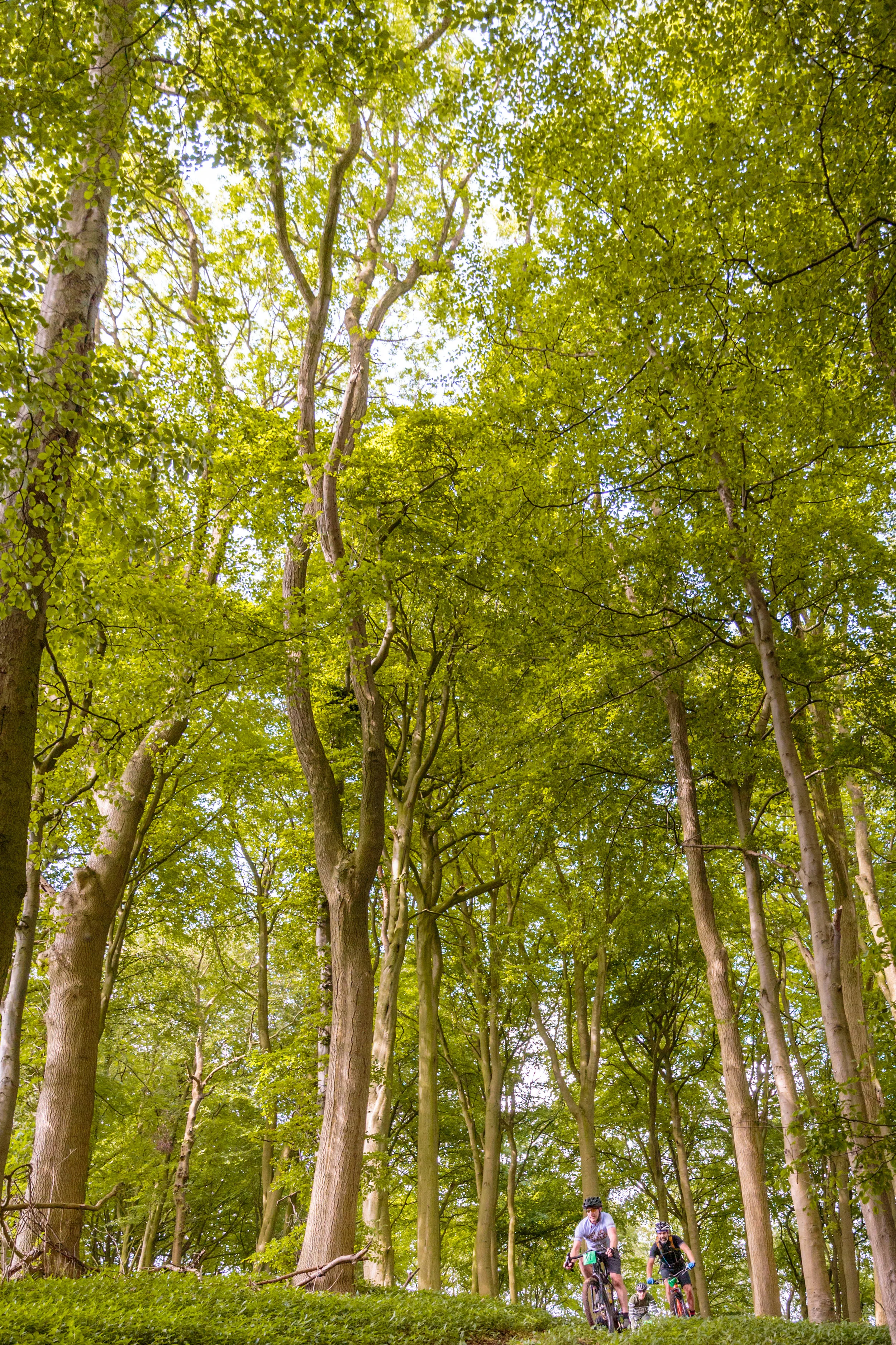 Tall Trees and Mountain Bikers