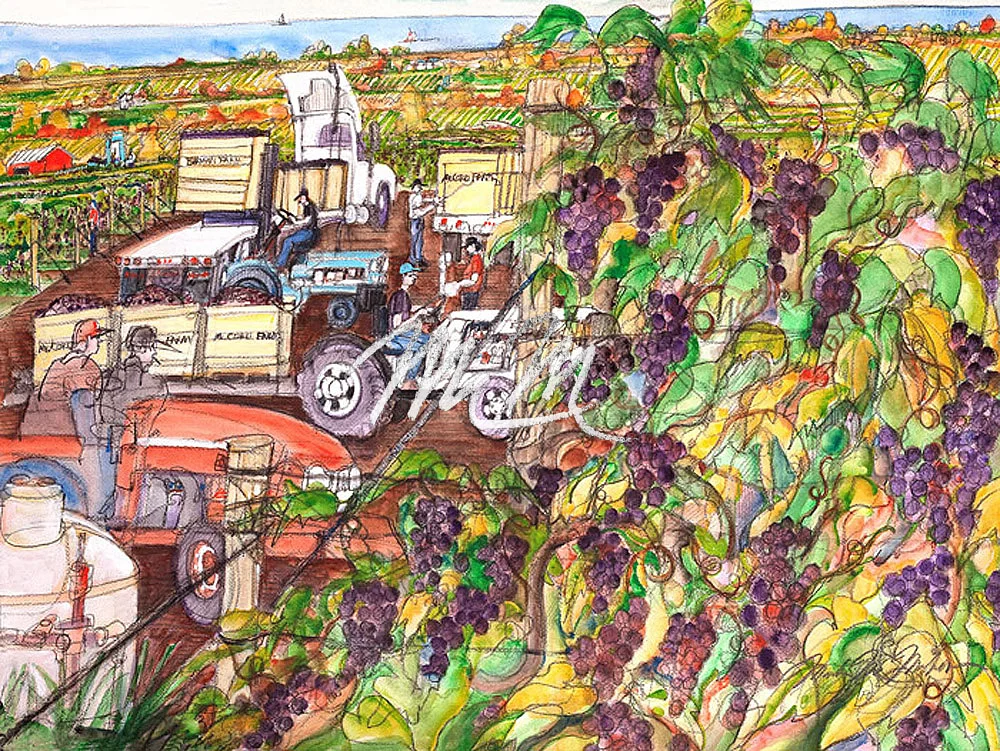 13 Grape Pickers New York.jpg
