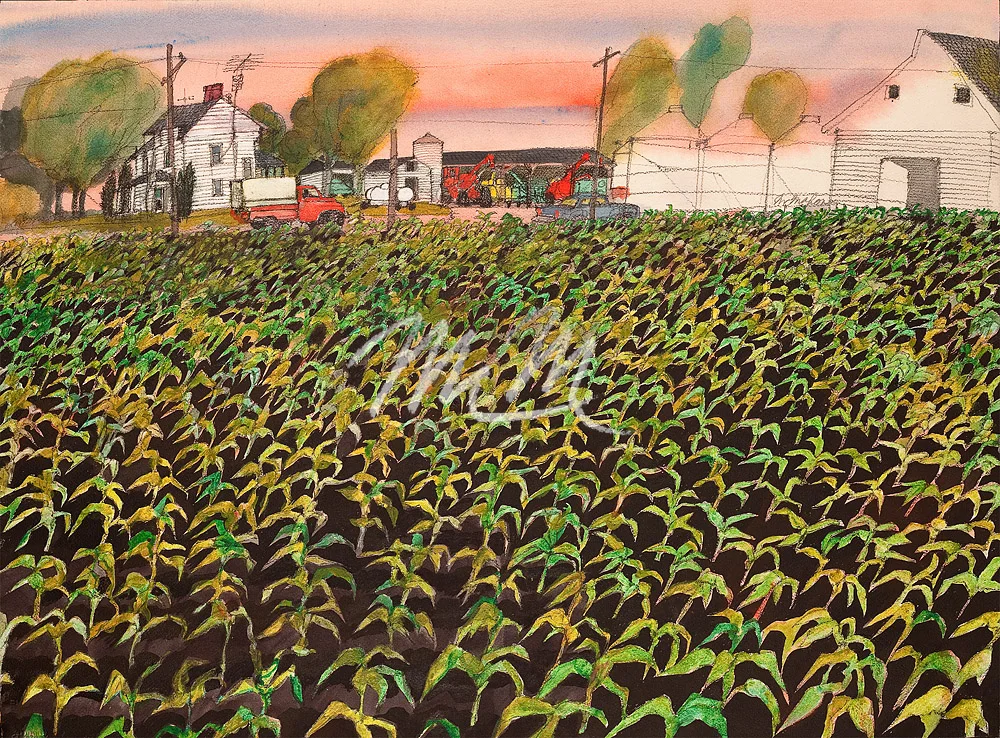 f-m-ct36-ct1078-Farm and Corn Field.jpg