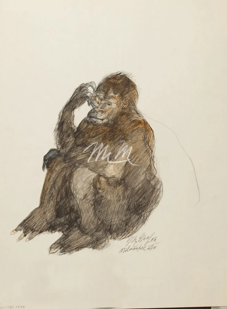 F-MIKE- CT 1789- Gorilla, Milwaukee Zoo.jpg