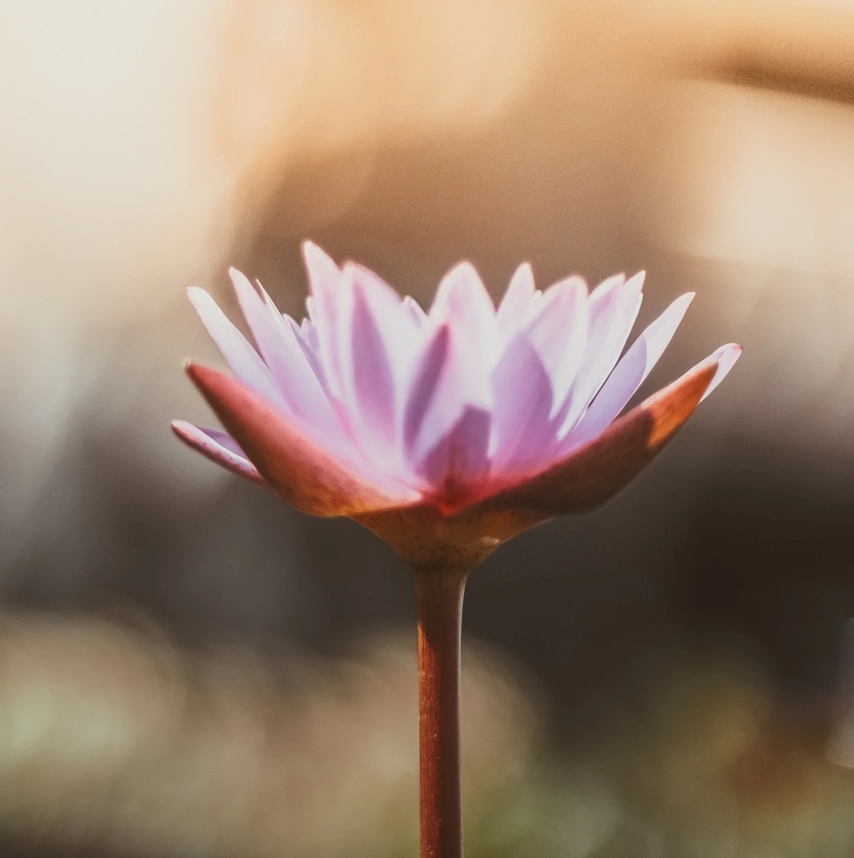 ahmed-saffu-357231-lotus.jpg