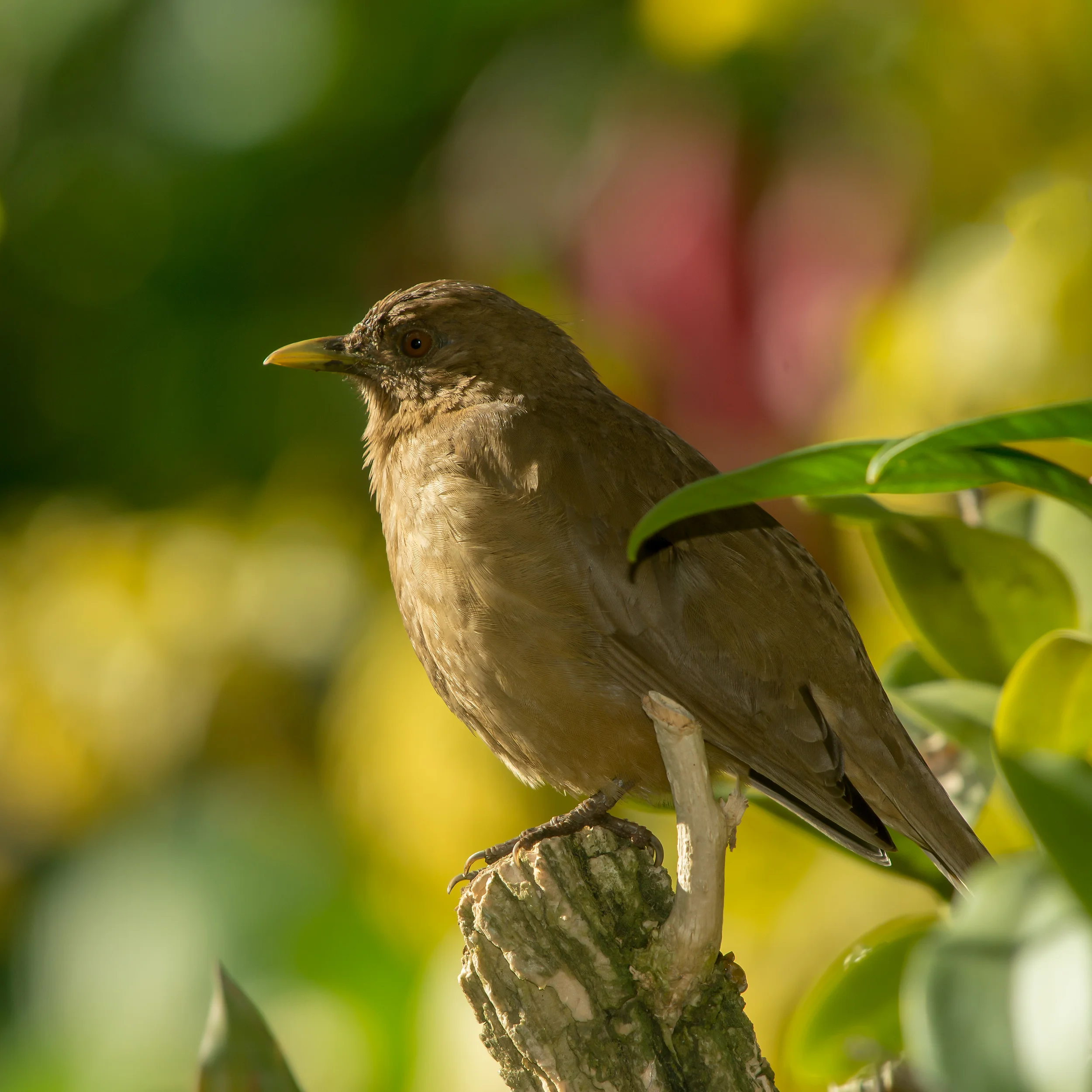 Clay Robin