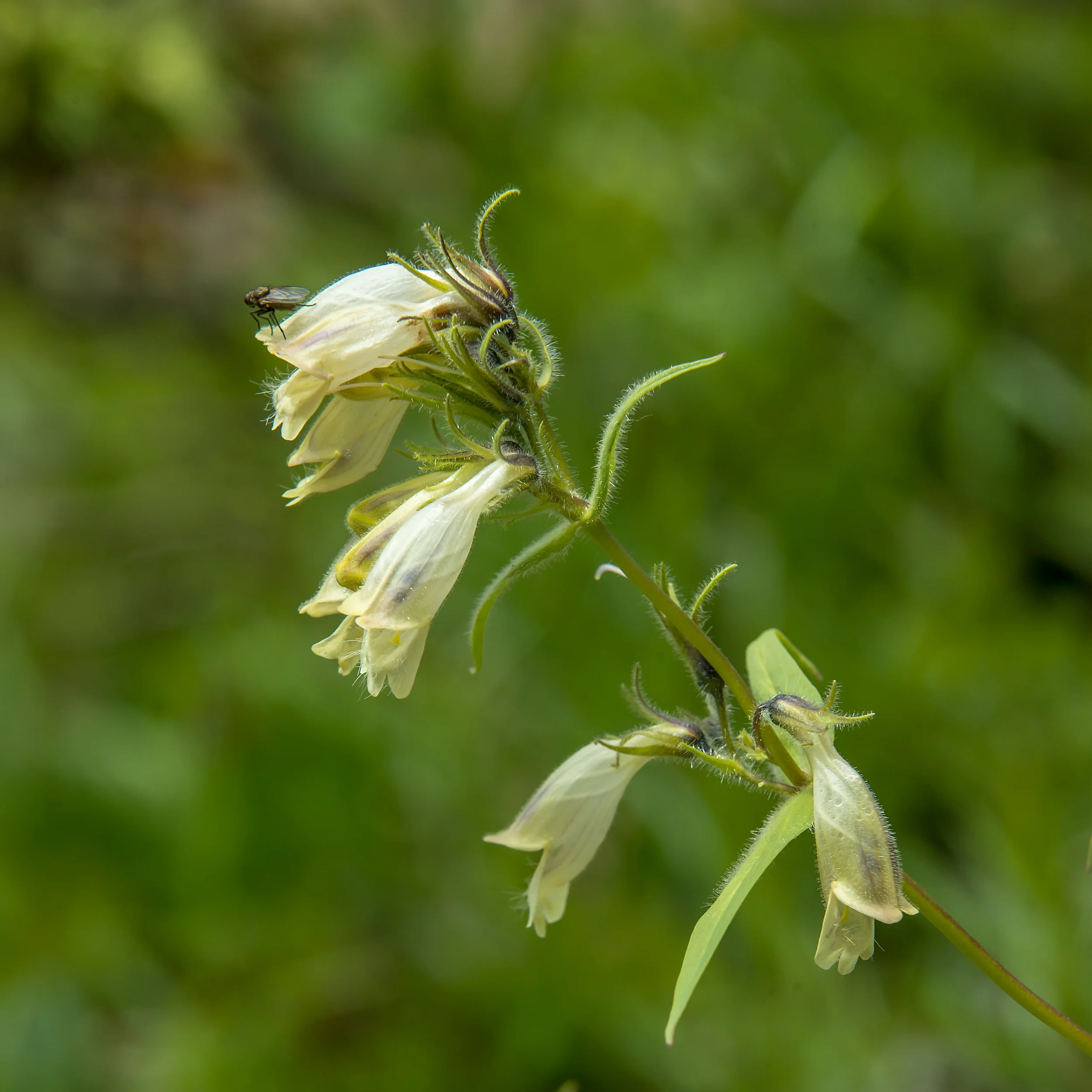 Dusky Beardtongue