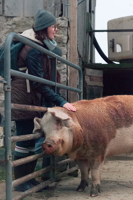 Photo by @tranlloyd on Instagram, taken at Cedar Row Farm Sanctuary in Ontario, Canada.