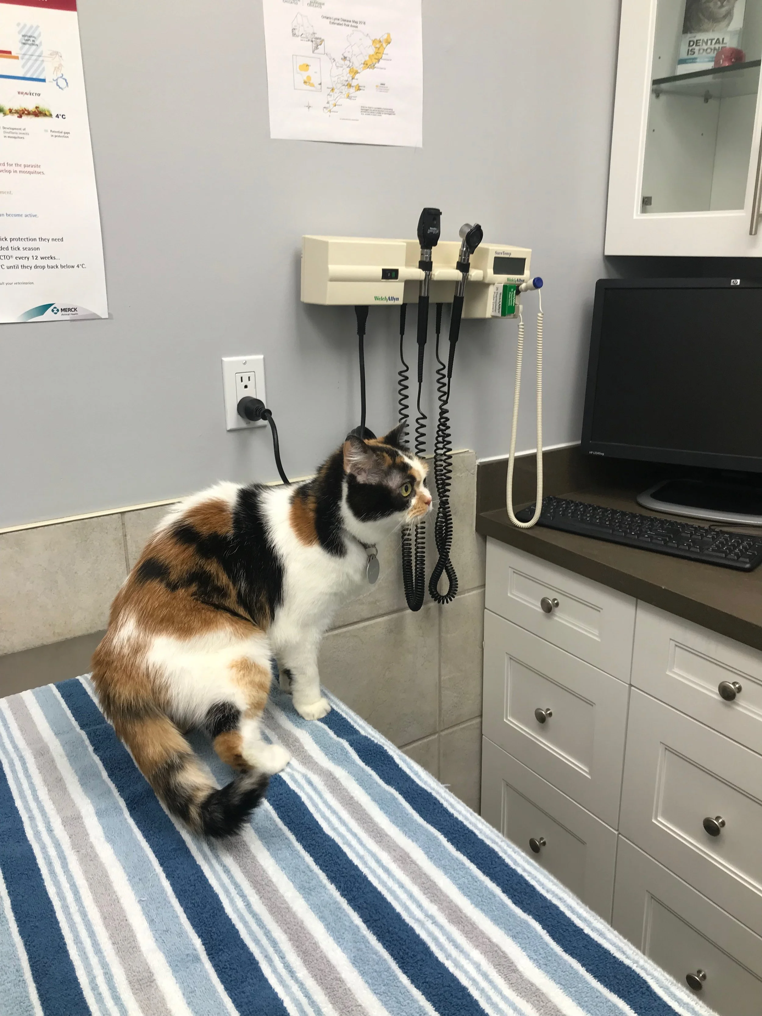 Murphy’s first vet visit. My $350 vet bill princess.