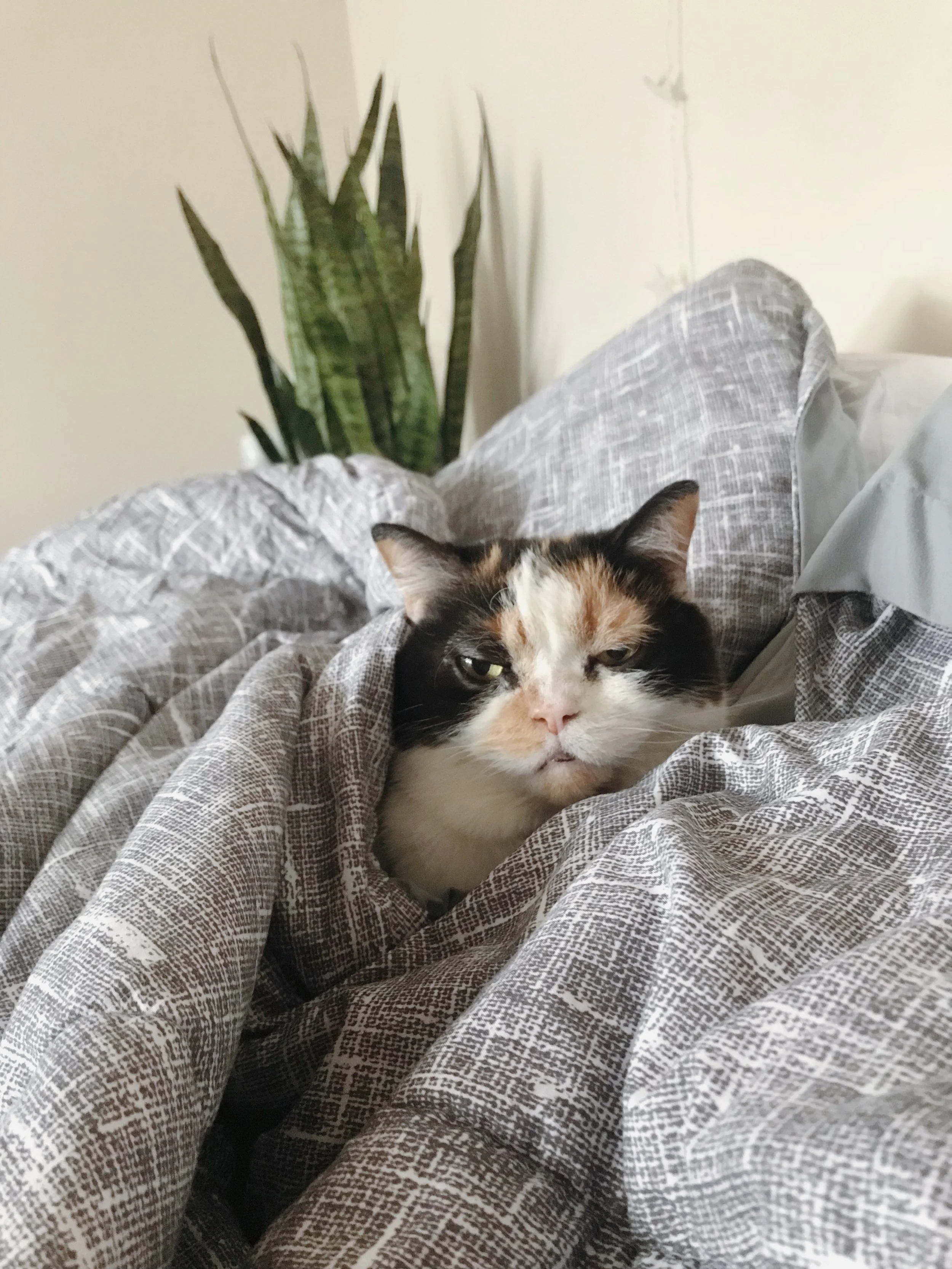 Murphy being grumpy from being woken up