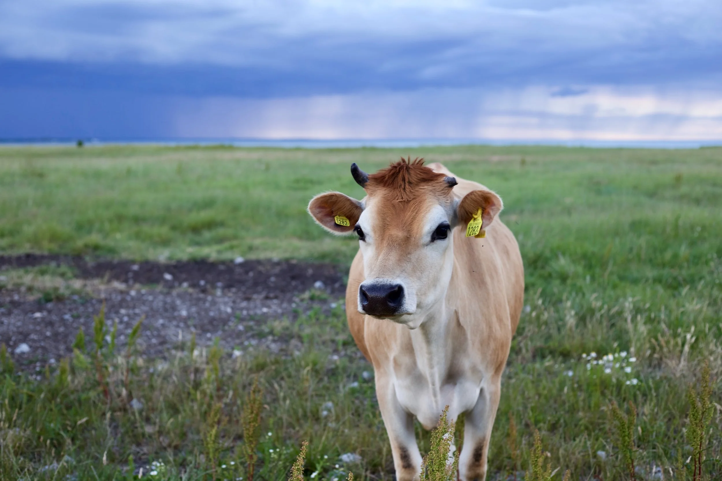 animal-background-calf-755025.jpg