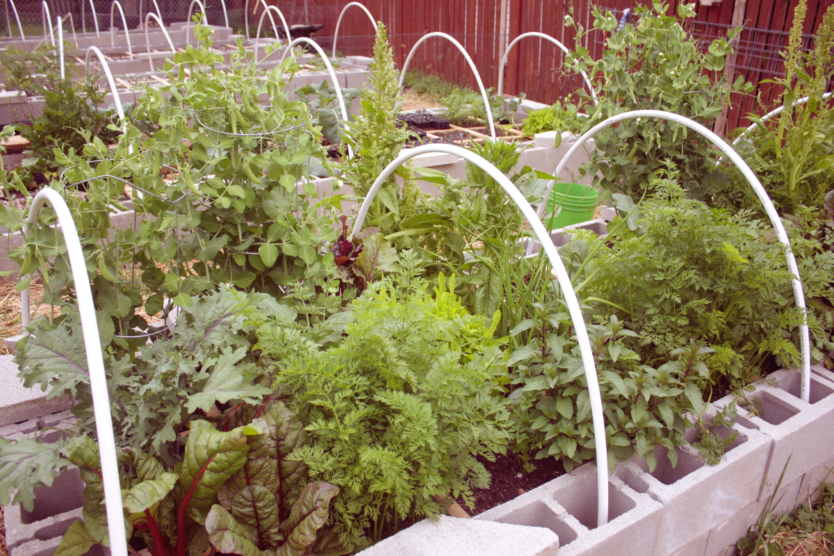 The Most Productive Way To Grow Vegetables In Any Climate How To