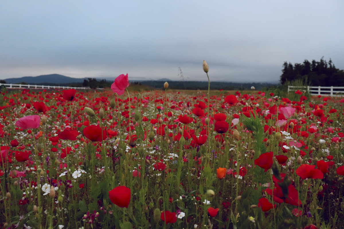 Poppy fields Lavender farms Sequim Washington Olympic Peninsula Beautiful Blogs to Read.