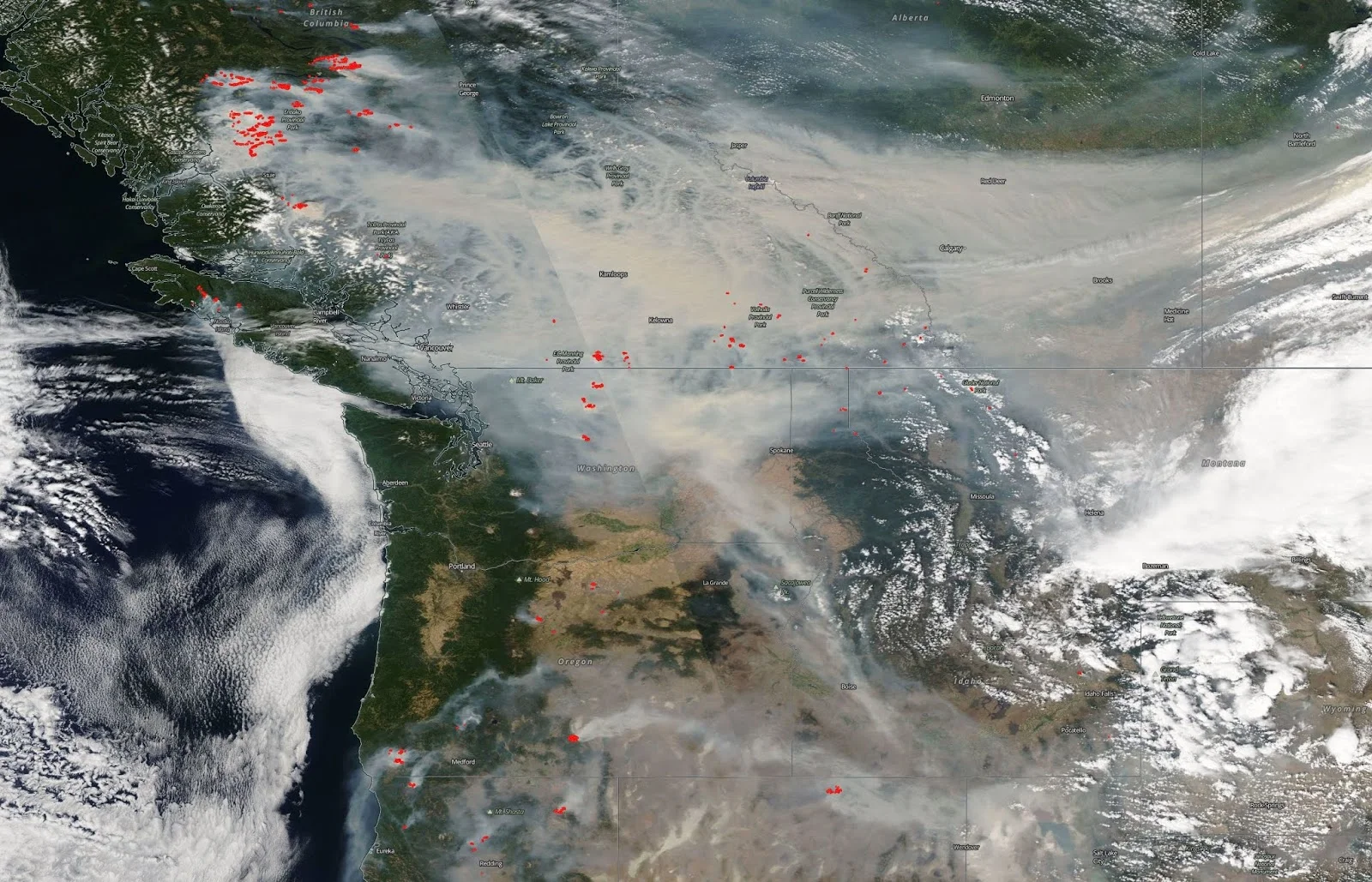 herbs for respiratory support, staying healthy during wildfire season, how to keep wildfire smoke out of house, sick from wildfire smoke, forest fire smoke inhalation, how to protect yourself from wildfire smoke, wildfire smoke inhalation treatment, detoxing from wildfire smoke, homeopathic remedies for wildfire smoke inhalation, wildfire smoke inahlation treatment, how to get fire smoke out of your lungs