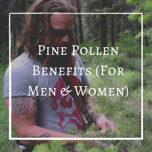 Pine Pollen Benefits for Men and Women
