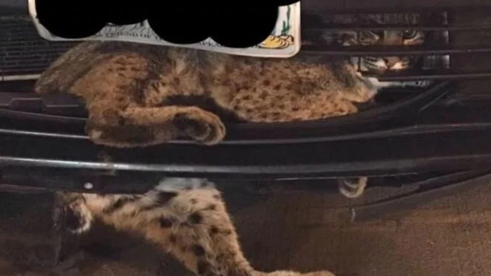 Bobcat Survives 50 Miles In Bumper Of Prius: Avoids Most Embarrassing Bobcat Death In History