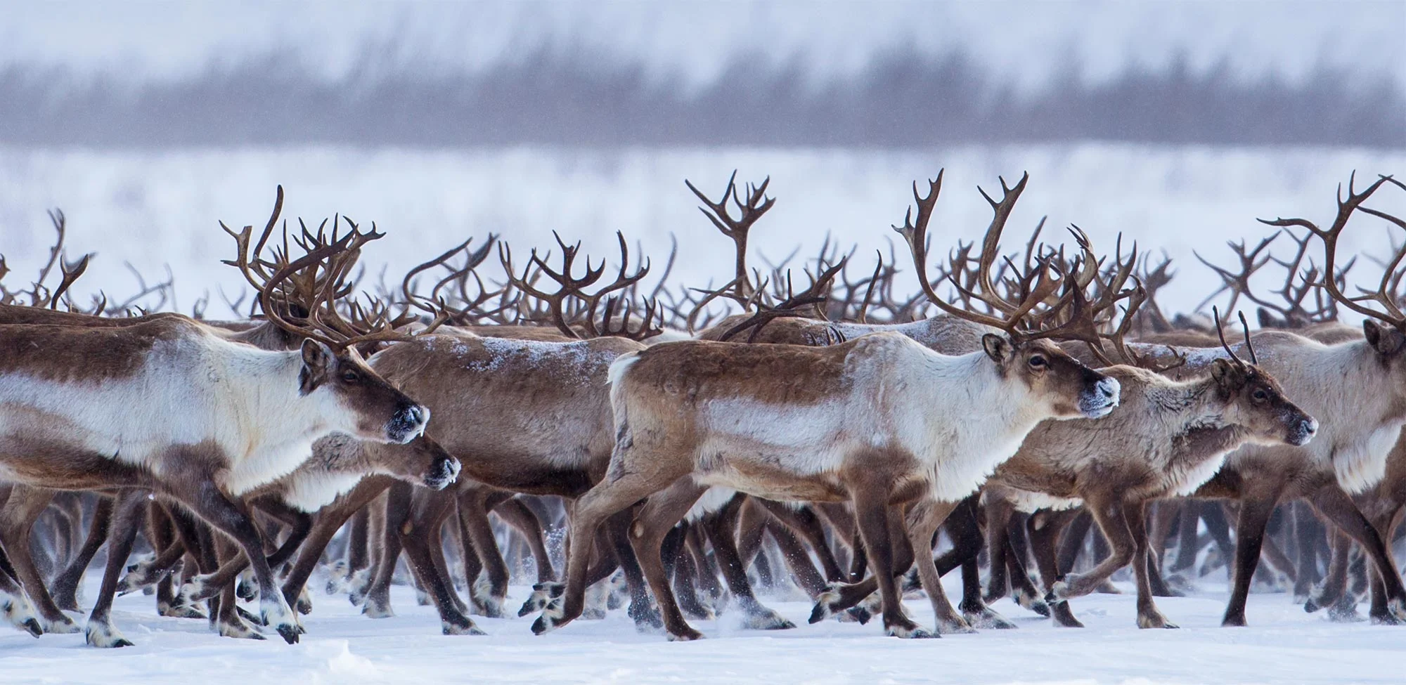 Reindeer Massacred By Freight Trains In Norway