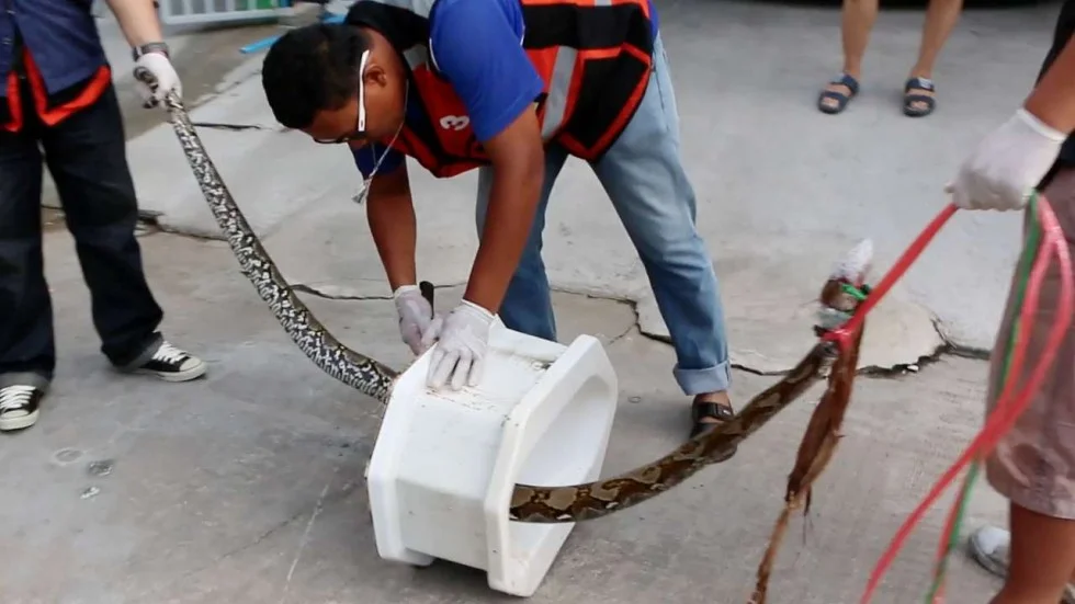 Bangkok Has A Snake Problem And Looks Like I'm Never Going To Bangkok
