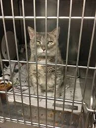 Guy In Chicago Just Running Around Kidnapping Cats