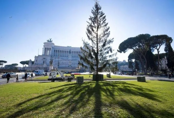 Rome Buys A Giant Dead Christmas Tree And Now Everybody Hates Rome!