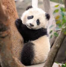 cuter baby panda.jpeg