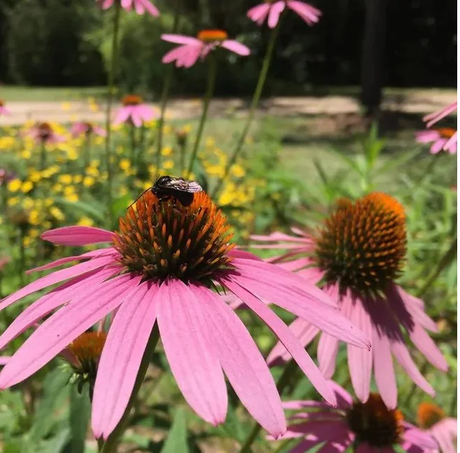 Planting Days on the Trail