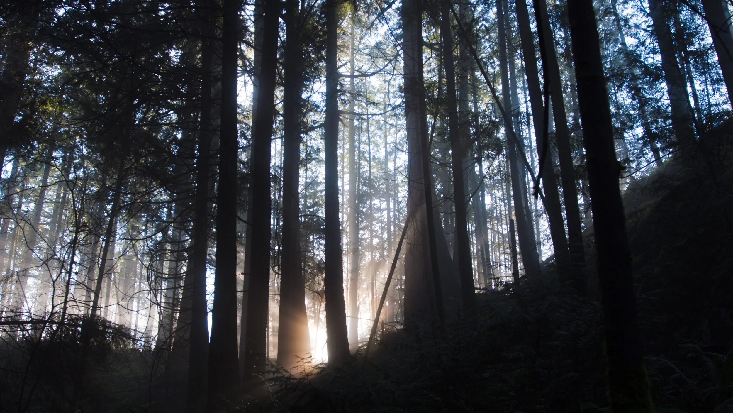 P1033558SuninForest.JPG
