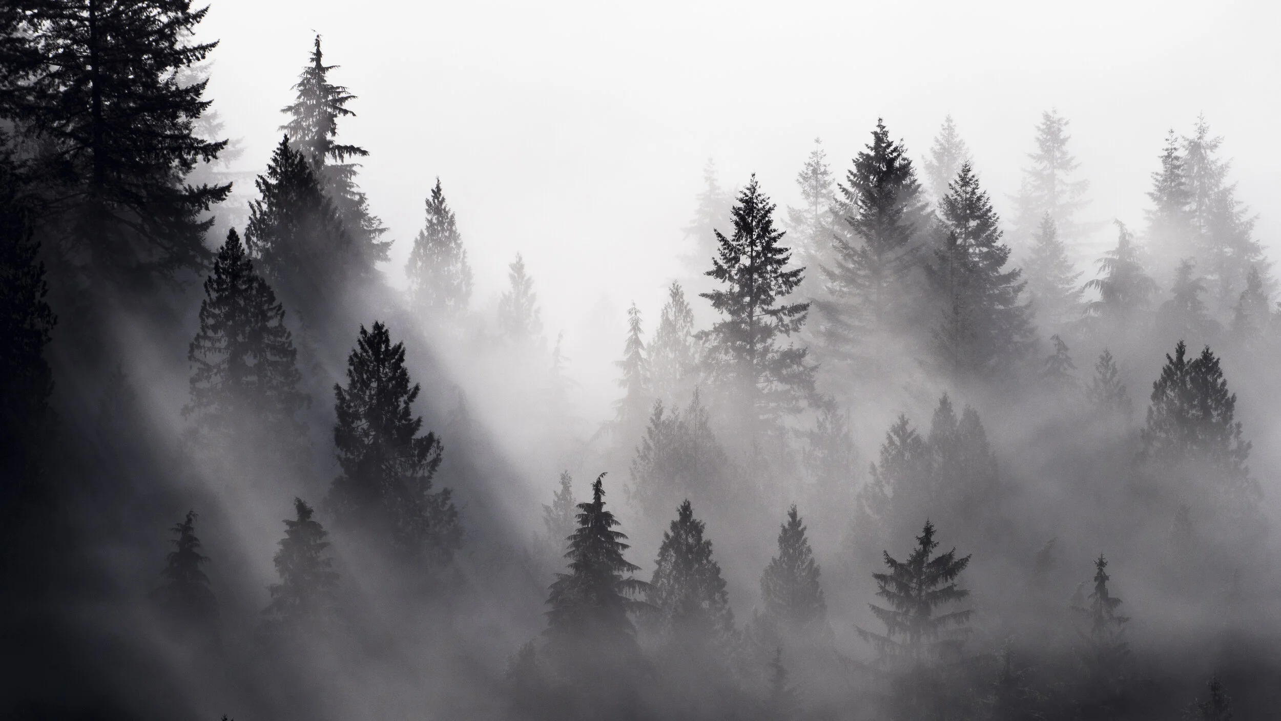 P1033620BWTrees(1).JPG