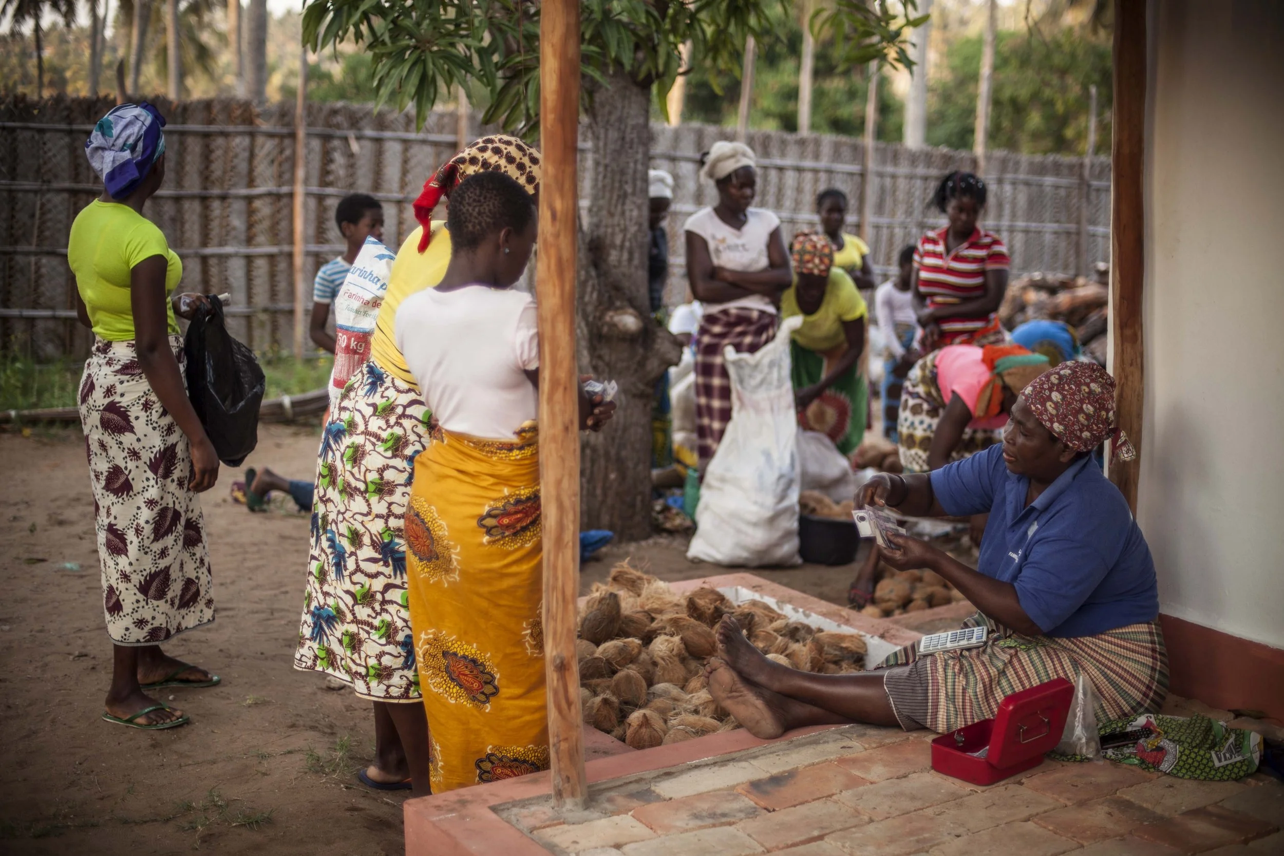 Compra dos cocos duas vezes por semana