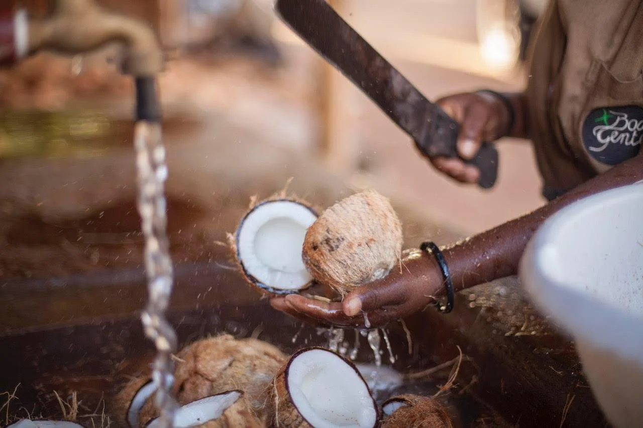 Os cocos se partem de maneira tradicional com catana