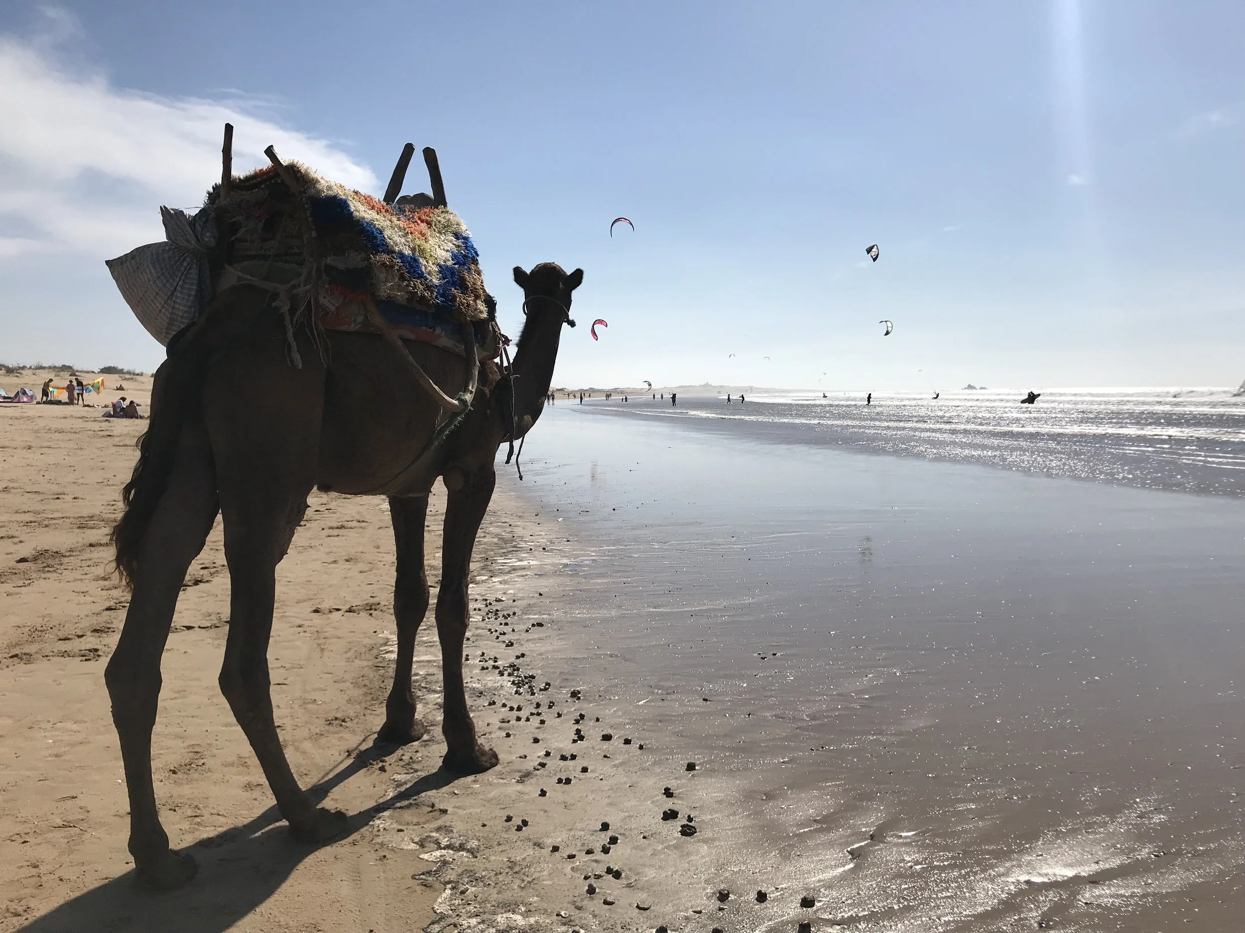 Look At The Camels Surfing In Morocco Exerk