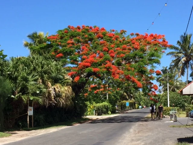  This tree spoke to me and said "Bitch, I'm fabulous!" 